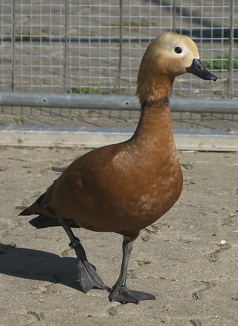 巾帼英雄